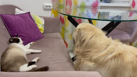 Golden Retriever Shocked by a Cat occupying the entire sofa