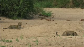 Adorable Leopard Cubs Share Playful Moment In African Wild