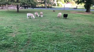 Sheep vs. Sheeple