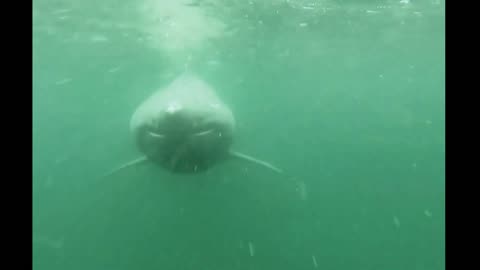 Shark Follows Cameraman
