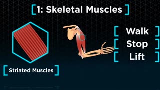 Muscles | Physiology | Biology