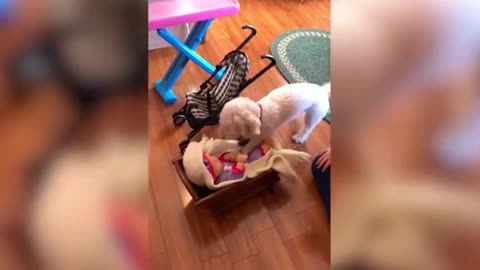 Dog Confused By Fake Baby - Aww