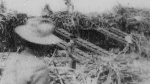Loading Sugar Cane In Hawaii (1902 Original Black & White Film)