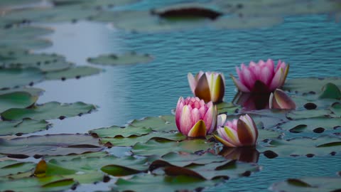 beautiful lotus blooming in water