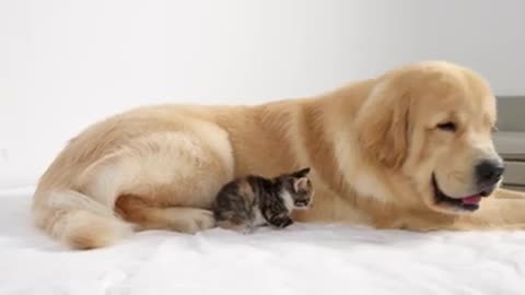 Golden Retriever is Baby Kitten First Best Friend