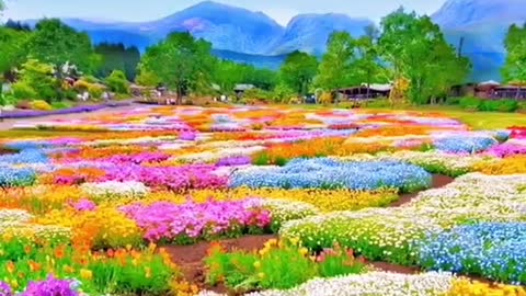 Very beautiful flowers,I hope to cure you,even if a minute.#flowers #scenery #cure #fyp #foryou