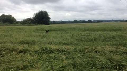 Dog loses his ball in high wheat