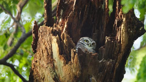 Owls In A Hollow Tree Staring With Big Eyes In Thailand, 4K DCI