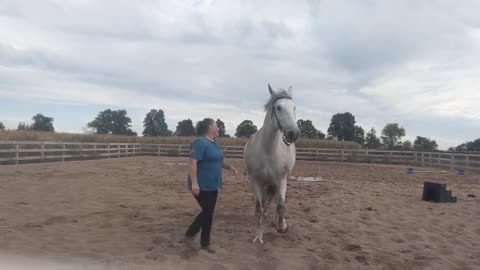 Working at liberty with my friends Friesian cross for the first time today