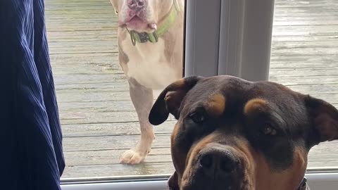 Dog's Mouth Quivers As He Looks Through Door