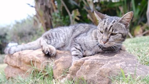 Calm and Meow: Gray Cat Relaxing on a Rock in the Sunshine!