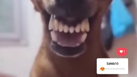 Dog funny video😁😁
