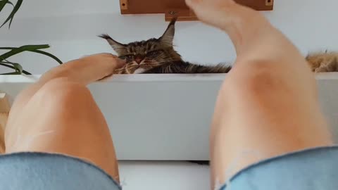 Cat being annoyed by human's feet