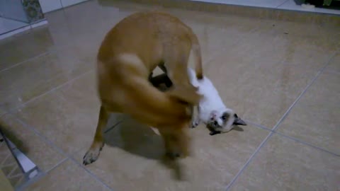 cat and dog playing