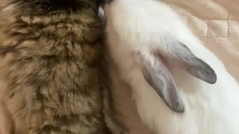 Cute cat 🐈 and maroon 🐀 sharing bed