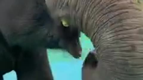 Most Funny Wild Animal - Cutest baby Elephant Videos # 43-3504IO