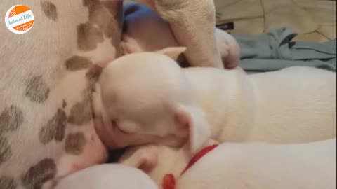 Newborn French Bulldog Puppies Fighting to Breastfeed