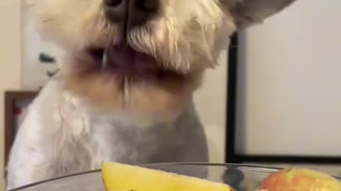 DOG EATS FRUIT MUKBANG!!