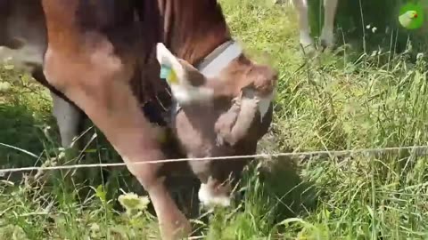 COW VIDEOS 🐄 COWS GRAZING IN A FIELD 🐄 COWS MOOING