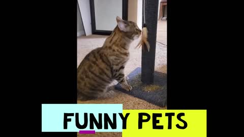 Funny Pets pt. 5