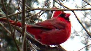 Cardinal