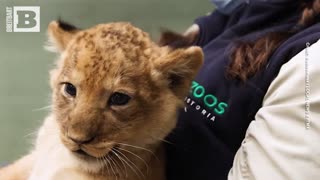 ROAR! Adorable Lion Cubs Get Checkup at Zoo