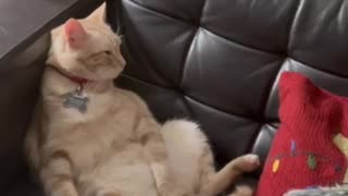 Cat sits upright on the couch! Hilarious