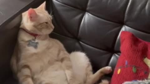 Cat sits upright on the couch! Hilarious