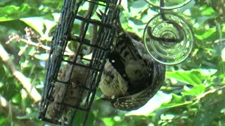 Red-bellied woodpecker