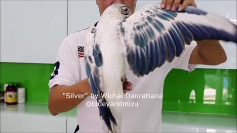 "Silver" is one of the rarest parrots (macaws) in the world!
