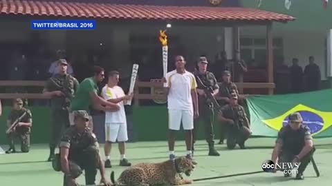 Escaped Jaguar in Olympic Ceremony Shot in Brazil