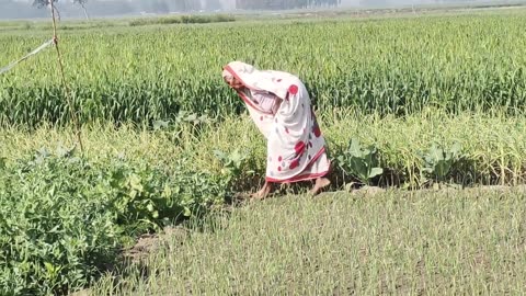 The routine of a day of village life| the pleasure of a quiet life | Indian Real Village