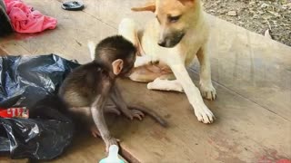 Baby Monkey and Puppy dog...... Soooooo CUTE!!!!!!!!!!!!!!!!