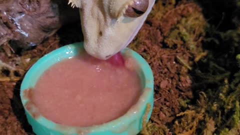 Sergey the crested gecko beginning dinner