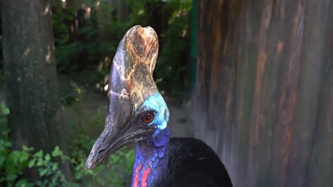 Why Is the Cassowary Killer bird 🐦🕊️ 🐦 So Popular