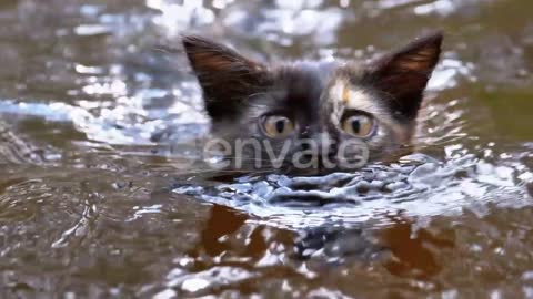 Kucing liar berenang di sungai