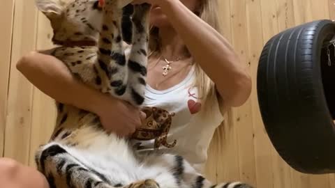 Bottle Feeding Big Cat on Lap
