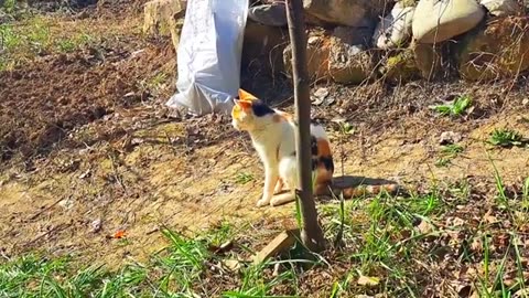 I fed a cute street cat #streetcats #hungrycats #meowing #catvideos