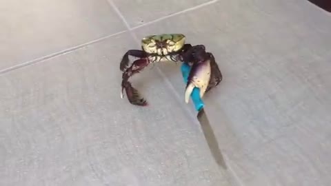 Gangster crab