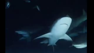 SWIMMING WITH SHARKS AT NIGHT IS INCREDIBLE