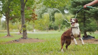 Dog playing with garden hose