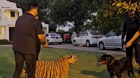 Dog Wants to Fight with Bengal Tiger _