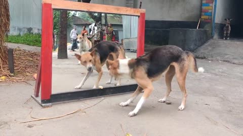 So Funny! Angry Dog Vs Mirror Fight