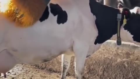🐮Massage a cow