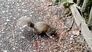 London Golders Hill Park squirrels