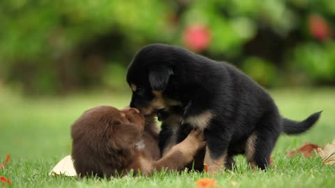 Cute puppies play fighting in the park