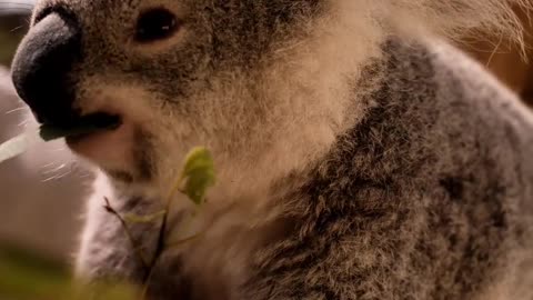 Koala Eating Leaves From a Branch