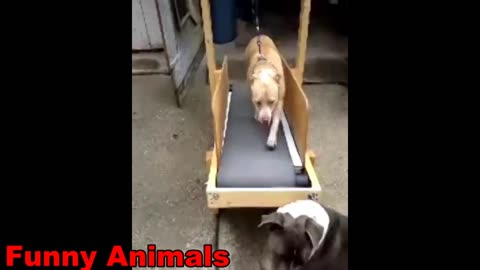 Funny animals video funny animals video dogs and cat