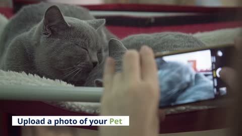 Turn Your Pet Into A Royal Portrait - All About Pet Portraits