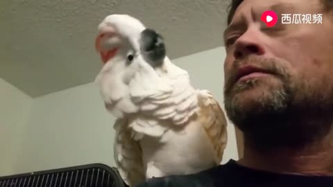 This parrot can swear